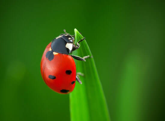 Lady Bugs – Tips for a Successful Release by walts organic fertilizers