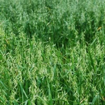 organic-cayuse-oats-by-walts-organic-fertilizers