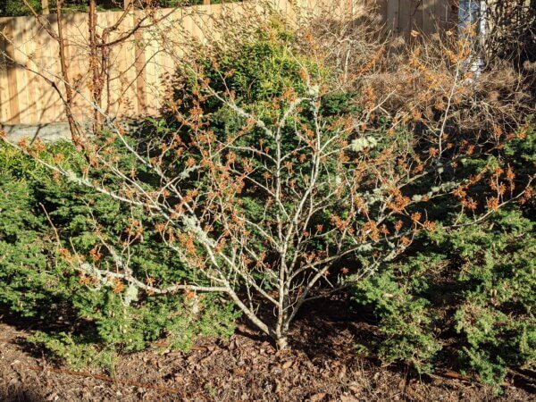 Red blooming witch hazel shrub in landscape with green cedar shrubs behind it
