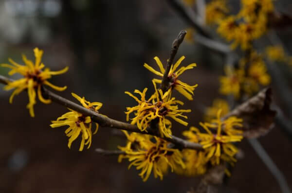 Yellow Witch Hazel flowers in full bloom. The Yellow flowers petals are long and skinny with a red center.