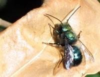 Blue Orchard Mason bee on surface