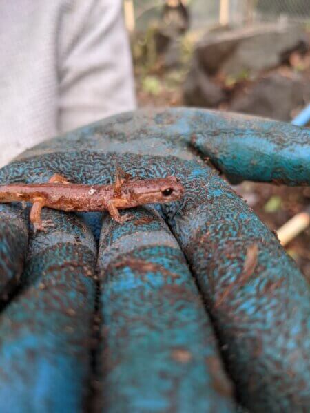 One of Walt's Organic Garden Crew found this little salamander.